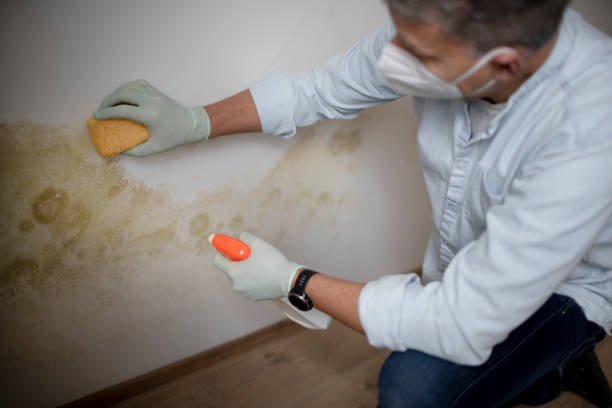 Best Residential Mold Remediation in Culver, IN