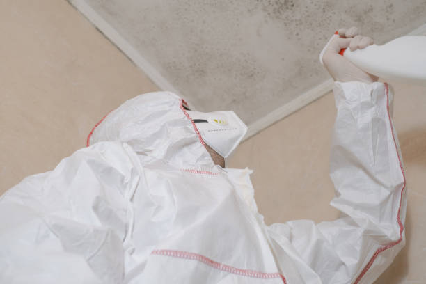 Best Residential Mold Remediation in Culver, IN