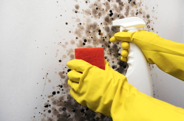 Best Industrial Mold Remediation in Culver, IN